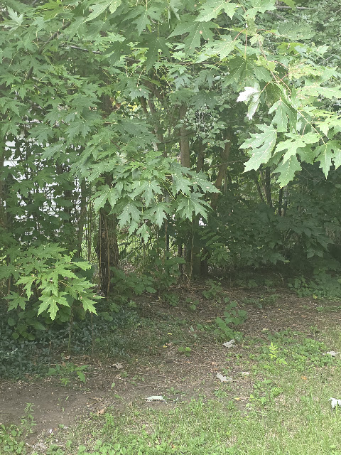 1021 Maple St: photo 27