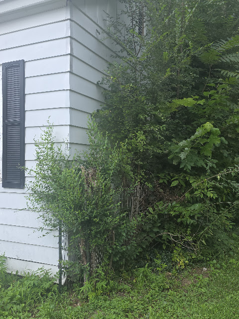 1021 Maple St: photo 24