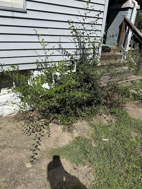 1905 N College St: photo 32